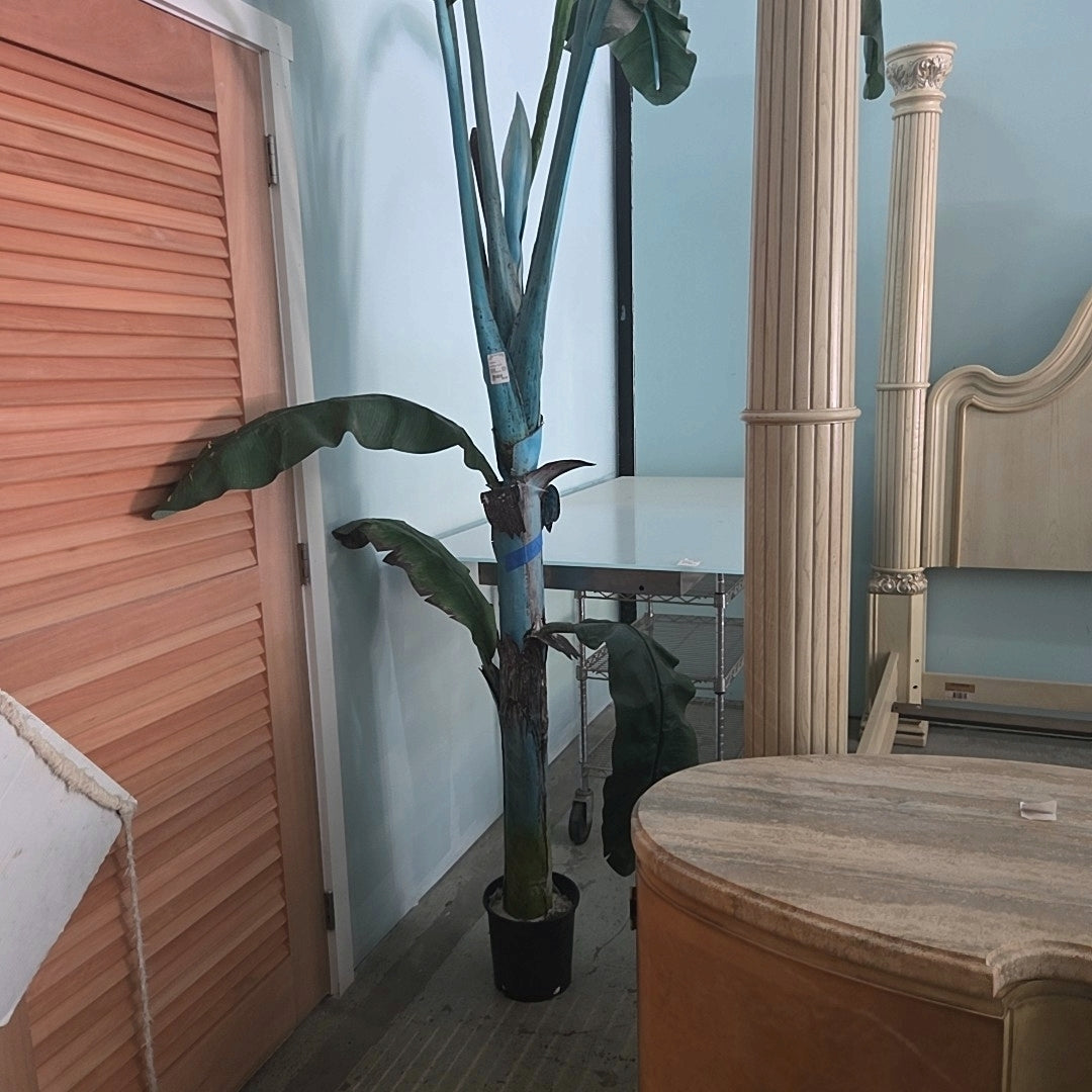 Blue/Green Tall Plant