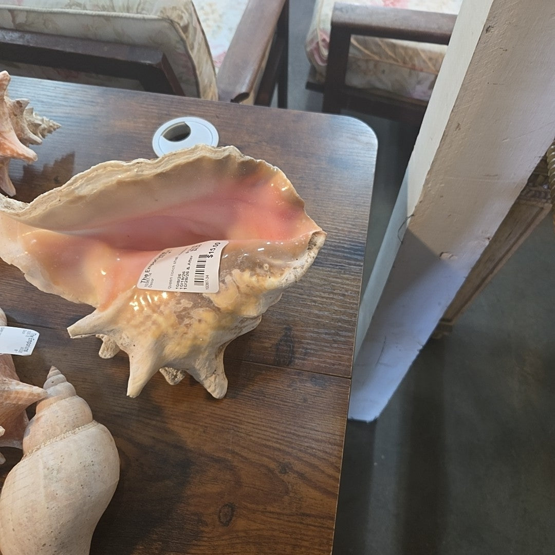 queen conch shell- medium