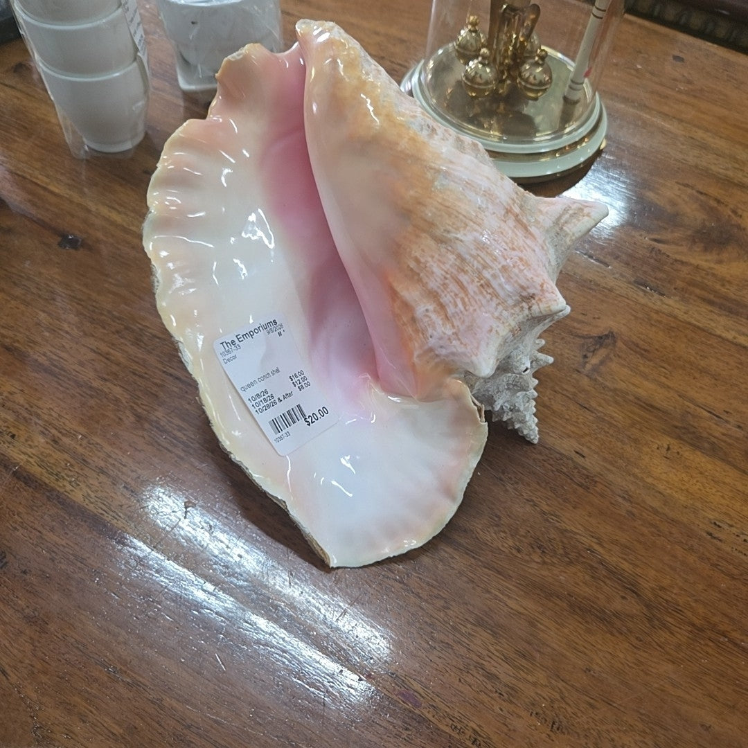 queen conch shell
