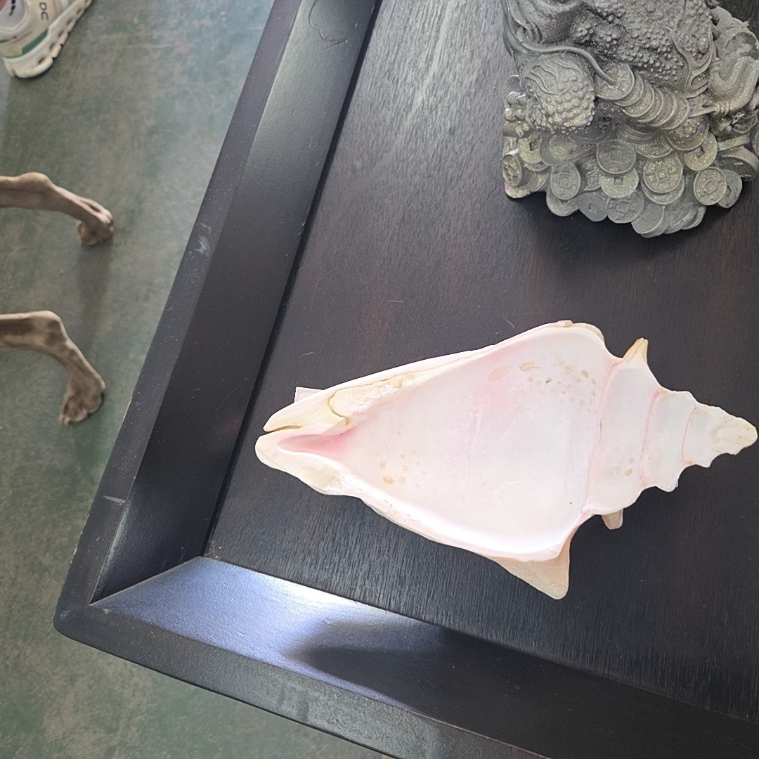 Conchshell ornament